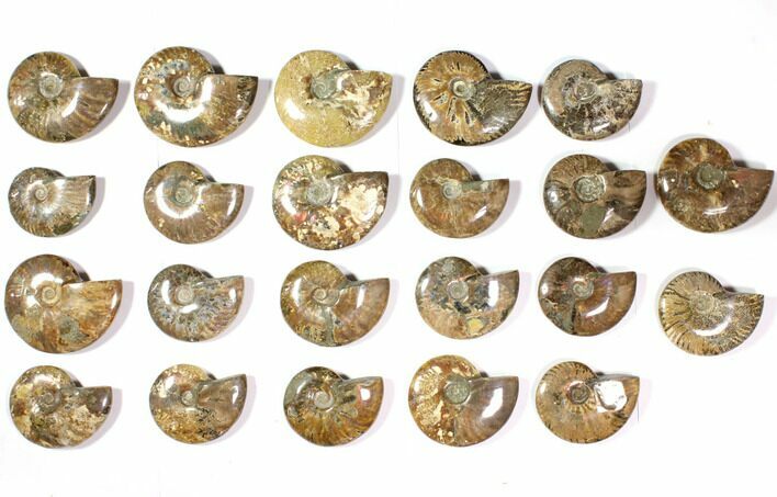 Lot: - Polished Whole Ammonite Fossils - Pieces #116721